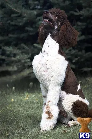 Poodle stud dog: a poodle dog with its mouth open