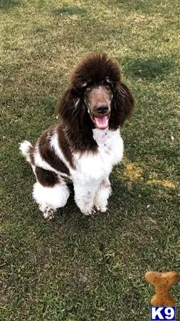 Poodle stud dog: a poodle dog sitting on grass