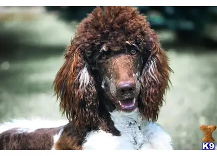 Poodle stud dog: a poodle dog with a white coat