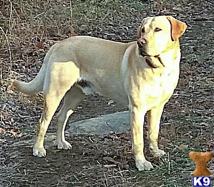 Labrador Retriever stud dog