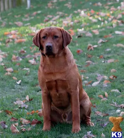 Labrador Retriever stud dog