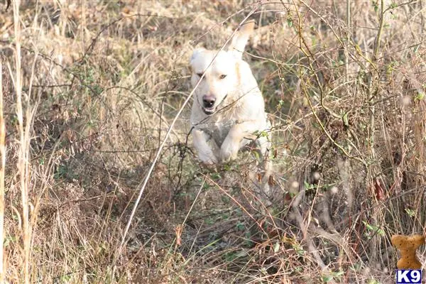 Labrador Retriever stud dog