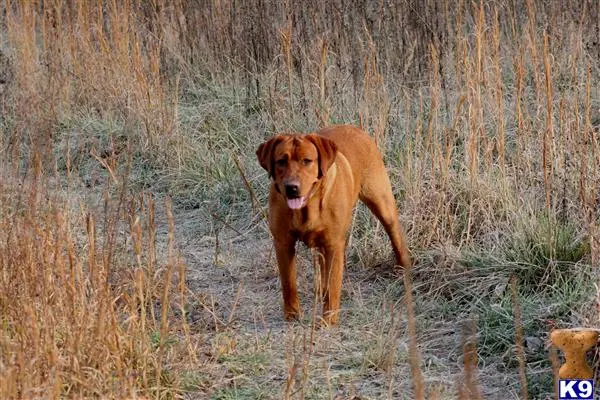 Labrador Retriever stud dog