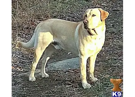 Labrador Retriever