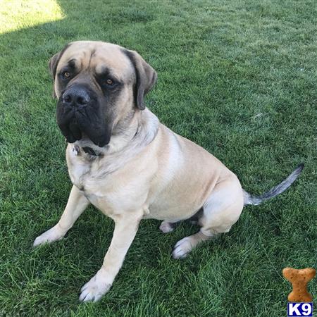 a mastiff dog sitting on grass
