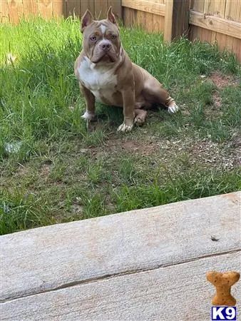 American Bully stud dog