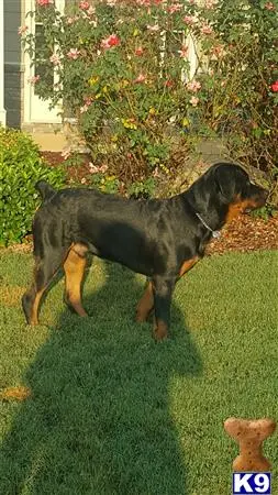 Rottweiler stud dog: a rottweiler dog standing on grass