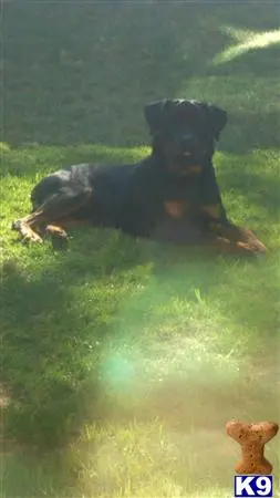 Rottweiler stud dog: a rottweiler dog lying on the grass