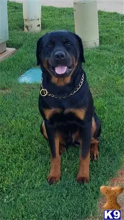 Rottweiler stud dog: a rottweiler dog sitting on grass