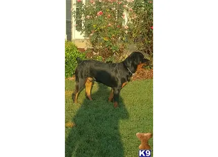 a rottweiler dog standing on grass