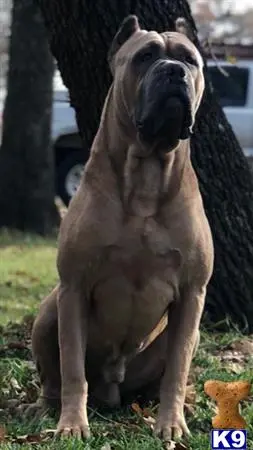 Cane Corso stud dog