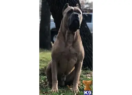 Cane Corso