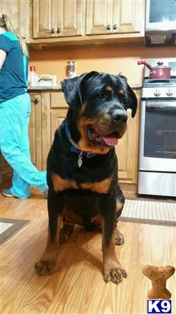 Rottweiler stud dog