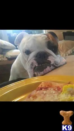 English Bulldog stud dog: a english bulldog dog eating food