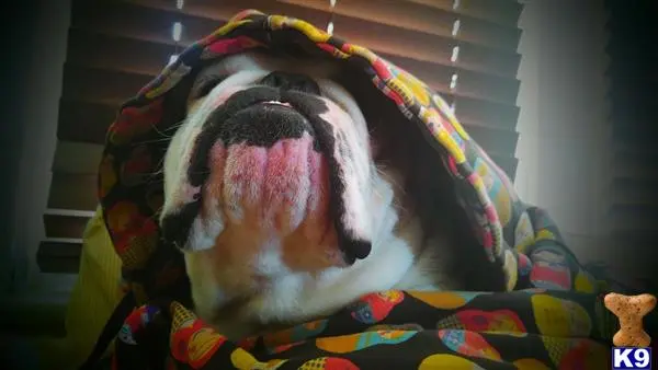 English Bulldog stud dog: a english bulldog dog wearing a hat