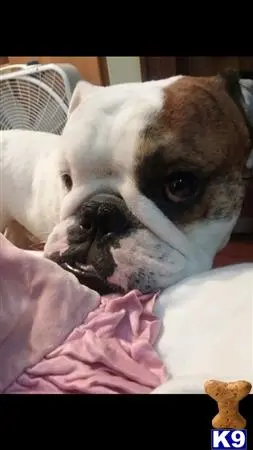 English Bulldog stud dog: a english bulldog dog lying on a bed