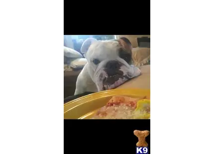 English Bulldog stud dog: a english bulldog dog eating food