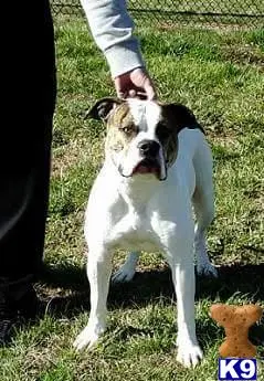 American Bulldog stud dog