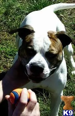 American Bulldog stud dog