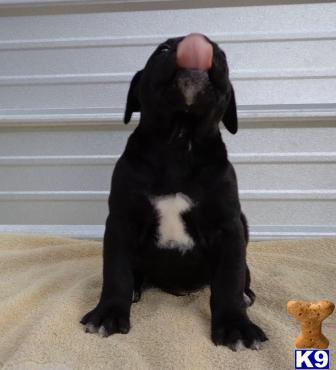 American Bandogge Mastiff