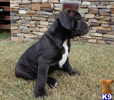 american bandogge mastiff puppy posted by bighornsteve