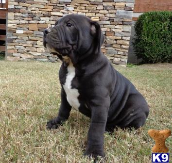 American Bandogge Mastiff Puppy For Puppies Hornsteve Picture 3
