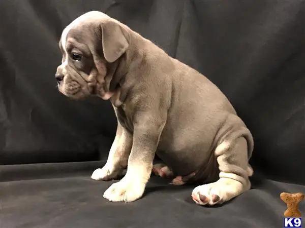 Old English Bulldog puppy for sale