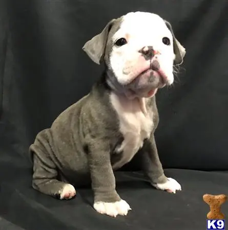 Old English Bulldog puppy for sale