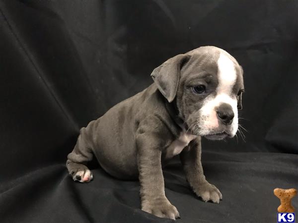 a old english bulldog dog sitting on a couch