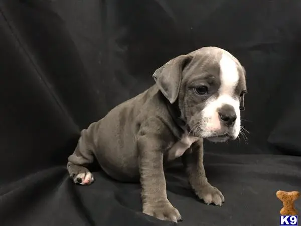 Old English Bulldog puppy for sale