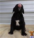 american bandogge mastiff puppy posted by bighornsteve