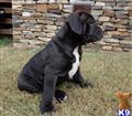 american bandogge mastiff puppy posted by bighornsteve