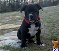american bandogge mastiff puppy posted by bighornsteve
