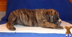 american bandogge mastiff puppy posted by bighornsteve