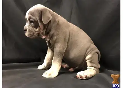 a old english bulldog puppy sitting on the ground