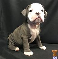 old english bulldog puppy posted by bighornsteve