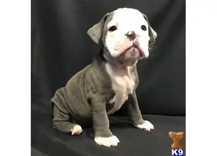 a old english bulldog dog sitting looking up
