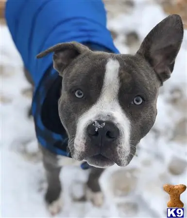 American Bulldog stud dog