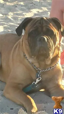 Bullmastiff stud dog