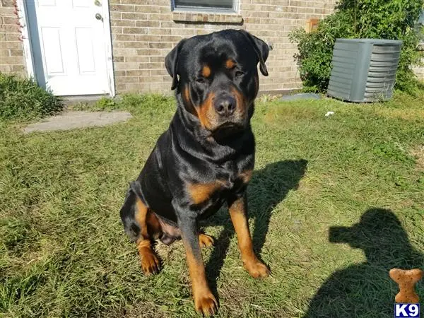 Rottweiler stud dog