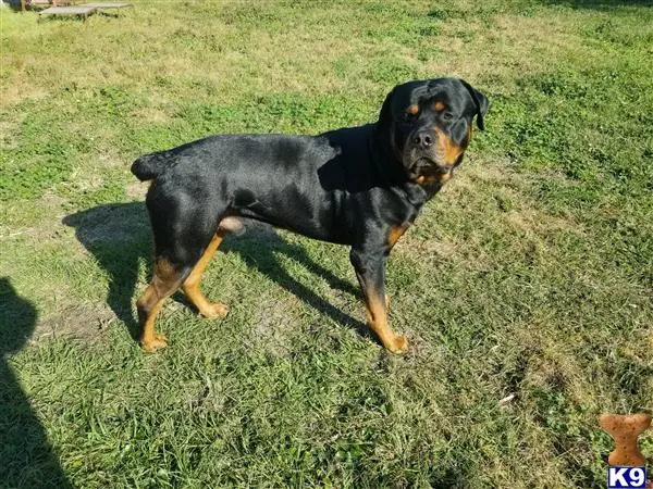 Rottweiler stud dog