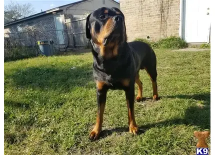 Rottweiler