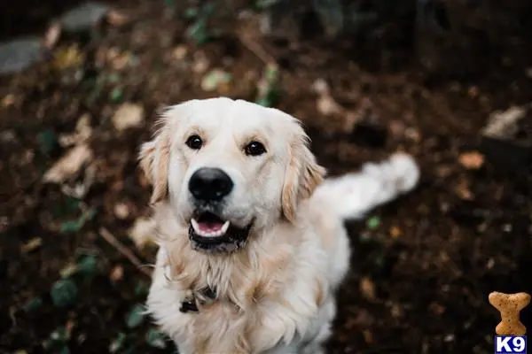 Golden Retriever stud dog