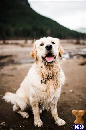 Golden Retriever stud dog