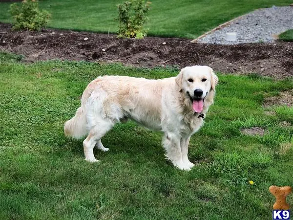 Golden Retriever stud dog