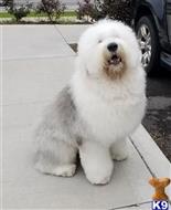 King available Old English Sheepdog puppy located in BURLINGTON