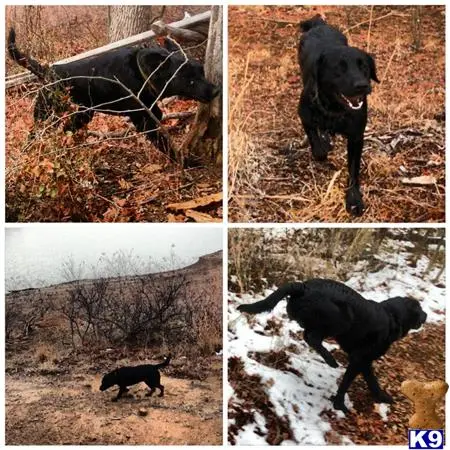 Labrador Retriever stud dog