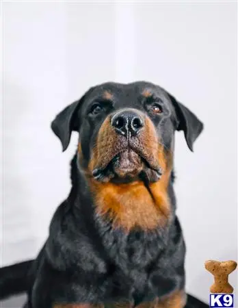 Rottweiler