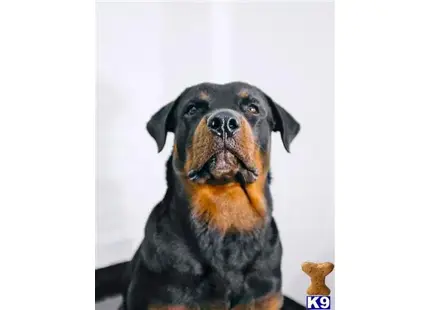 Rottweiler