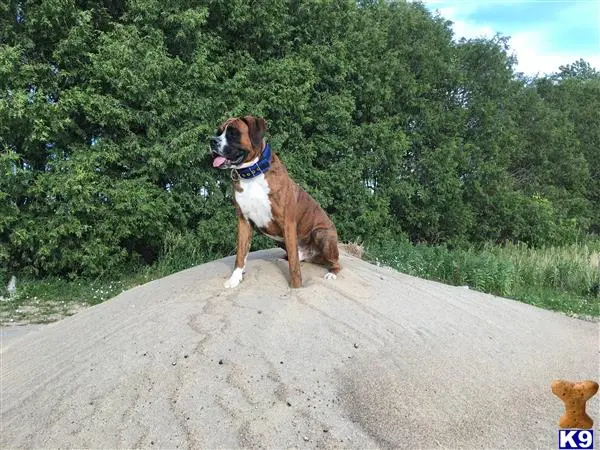 Boxer stud dog: a boxer dog standing on a road